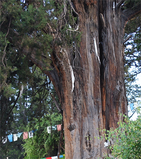 林芝巨柏天气 林芝巨柏天气