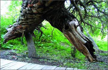 阿克苏天山神木园天气 阿克苏天山神木园天气