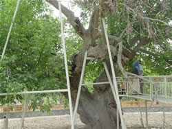 和田核桃王树天气 和田核桃王树天气