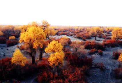 和田胡杨林天气 和田胡杨林天气
