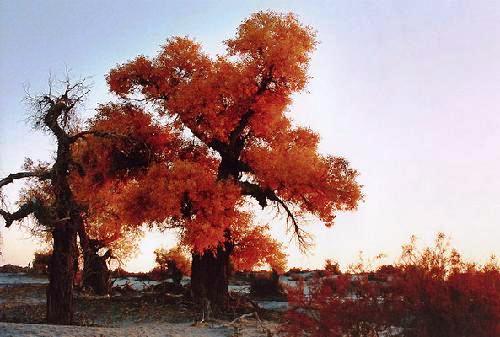 库尔勒轮台胡杨林天气 库尔勒轮台胡杨林天气