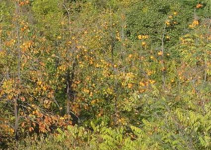 勃利红星森林公园天气 勃利红星森林公园天气