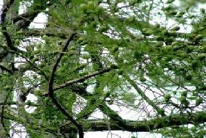 屏南水松林天气 屏南水松林天气