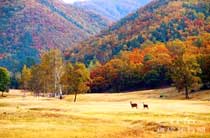 伊春凉水自然保护区天气 伊春凉水自然保护区天气