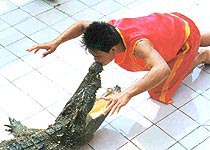 大连洋信鳄鱼园天气 大连洋信鳄鱼园天气