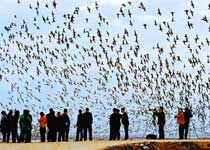 东港鸭绿江口湿地天气 东港鸭绿江口湿地天气