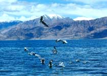 日土班公措天气 日土班公措天气