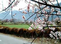 林芝桃花沟天气 林芝桃花沟天气