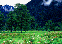 波密扎木镇岗村天气 波密扎木镇岗村天气