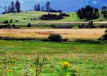 林芝鲁郎林海天气 林芝鲁郎林海天气