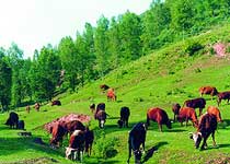 积石山黄草坪天气 积石山黄草坪天气