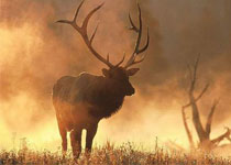 拜城县国际狩猎场天气 拜城县国际狩猎场天气