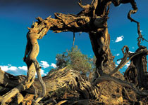 阿克苏神木园天气 阿克苏神木园天气