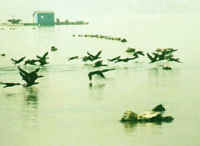 厦门海洋珍稀物种自然保护区天气 厦门海洋珍稀物种自然保护区天气