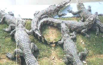 厦门南顺鳄鱼园天气 厦门南顺鳄鱼园天气