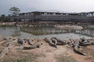 福州鳄鱼公园天气 福州鳄鱼公园天气