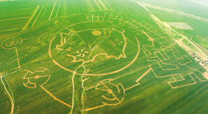 大连玉米迷宫天气 大连玉米迷宫天气