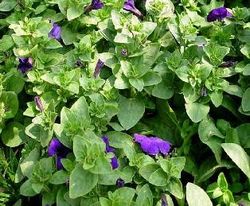 大连旅顺植物园天气 大连旅顺植物园天气