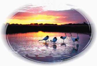 白城向海天气 白城向海天气