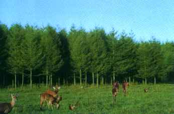 鹤岗凤凰山望云峰滑雪狩猎场天气 鹤岗凤凰山望云峰滑雪狩猎场天气