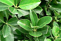 黑河冬青园天气 黑河冬青园天气