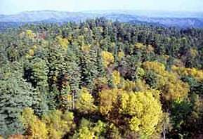 大兴安岭丰林自然保护区天气 大兴安岭丰林自然保护区天气