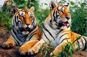 沈阳怪坡东北虎园天气 沈阳怪坡东北虎园天气