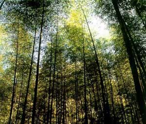 台湾竹山天气 台湾竹山天气