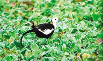 台湾关渡自然公园天气 台湾关渡自然公园天气