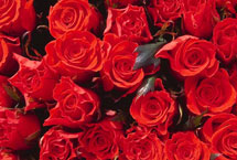 上海中荷玫瑰园天气 上海中荷玫瑰园天气