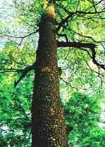 杭州冲天树天气 杭州冲天树天气