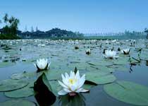 杭州东吴文化公园天气 杭州东吴文化公园天气