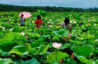 建德里叶十里荷花景区天气 建德里叶十里荷花景区天气