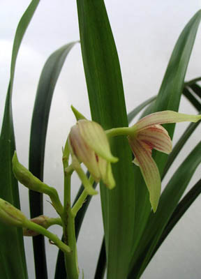 兰溪兰花村天气 兰溪兰花村天气