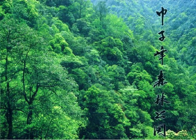 丽水庆元巾子峰天气 丽水庆元巾子峰天气