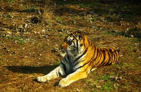 上海野生动物园天气 上海野生动物园天气