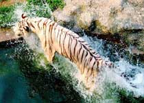 南京红山森林动物园天气 南京红山森林动物园天气