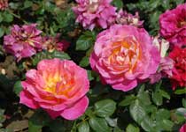 相城盛泽湖休闲度假区天气 相城盛泽湖休闲度假区天气