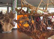 常州根艺馆天气 常州根艺馆天气