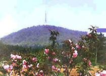 蜀山春晓天气 蜀山春晓天气