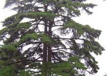 黄山连理松天气 黄山连理松天气