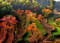 黟县塔川秋色天气 黟县塔川秋色天气