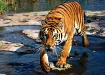 济南跑马岭野生动物园天气 济南跑马岭野生动物园天气