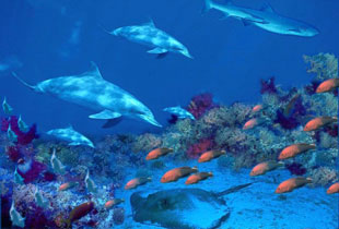 连云港海底世界天气 连云港海底世界天气
