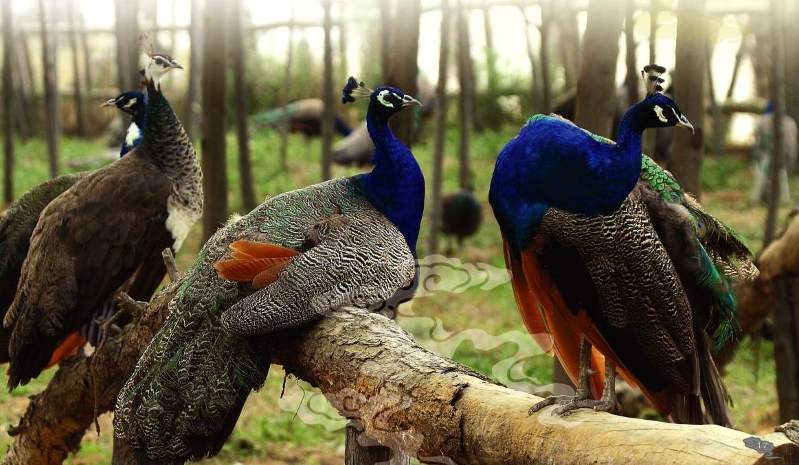 金坛江南孔雀园天气 金坛江南孔雀园天气