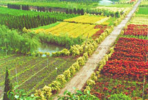 南京江都现代花木产业园天气 南京江都现代花木产业园天气