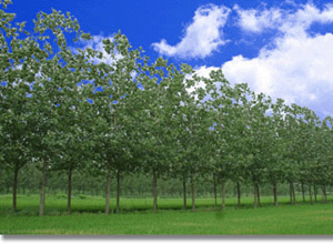 宿迁泗洪万亩湖滨生态林天气 宿迁泗洪万亩湖滨生态林天气