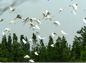 宿迁泗洪白鹭保护区天气 宿迁泗洪白鹭保护区天气