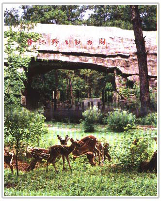 合肥野生动物园天气 合肥野生动物园天气