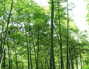 黄山竹海木坑天气 黄山竹海木坑天气
